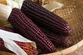 Purple Corn Seeds - 50 Pack Bootlegger Variety Zea mays Heirloom, Drought-Resistant, Full Sun, Edible, Vibrant Purple Kernels