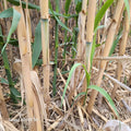 Giant Reed Grass Plants - 3 Pack - Arundo Donax - Elephant Grass, Giant Cane, River Reed - Bare Root Perennials