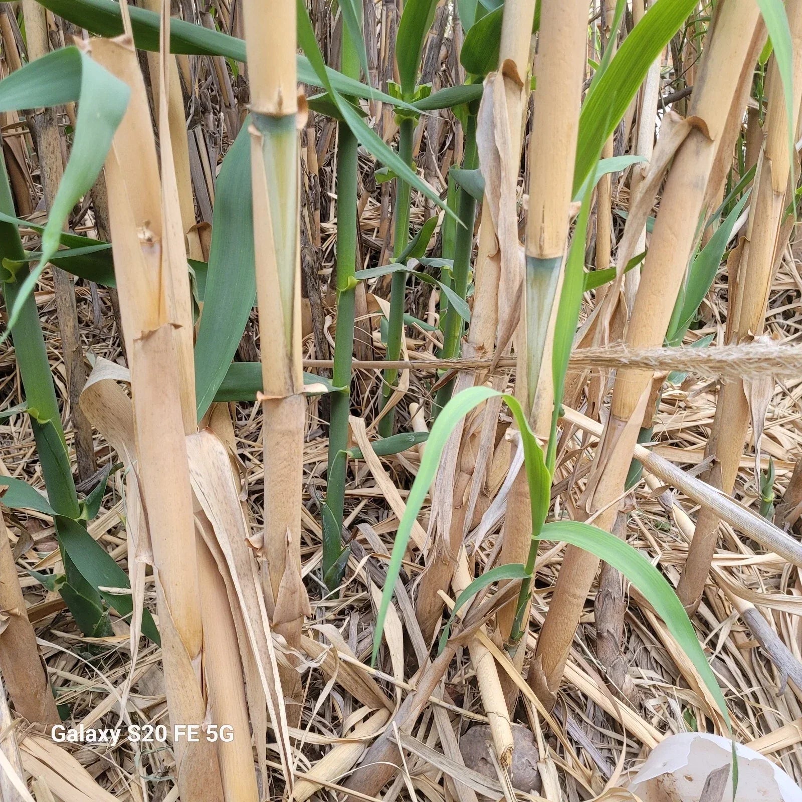 Giant Reed Grass Plants - 3 Pack - Arundo Donax - Elephant Grass, Giant Cane, River Reed - Bare Root Perennials