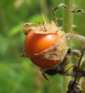 Litchi Tomato Seeds 25 Solanum sisymbriifolium Vila-Vila Variety for Florida Garden