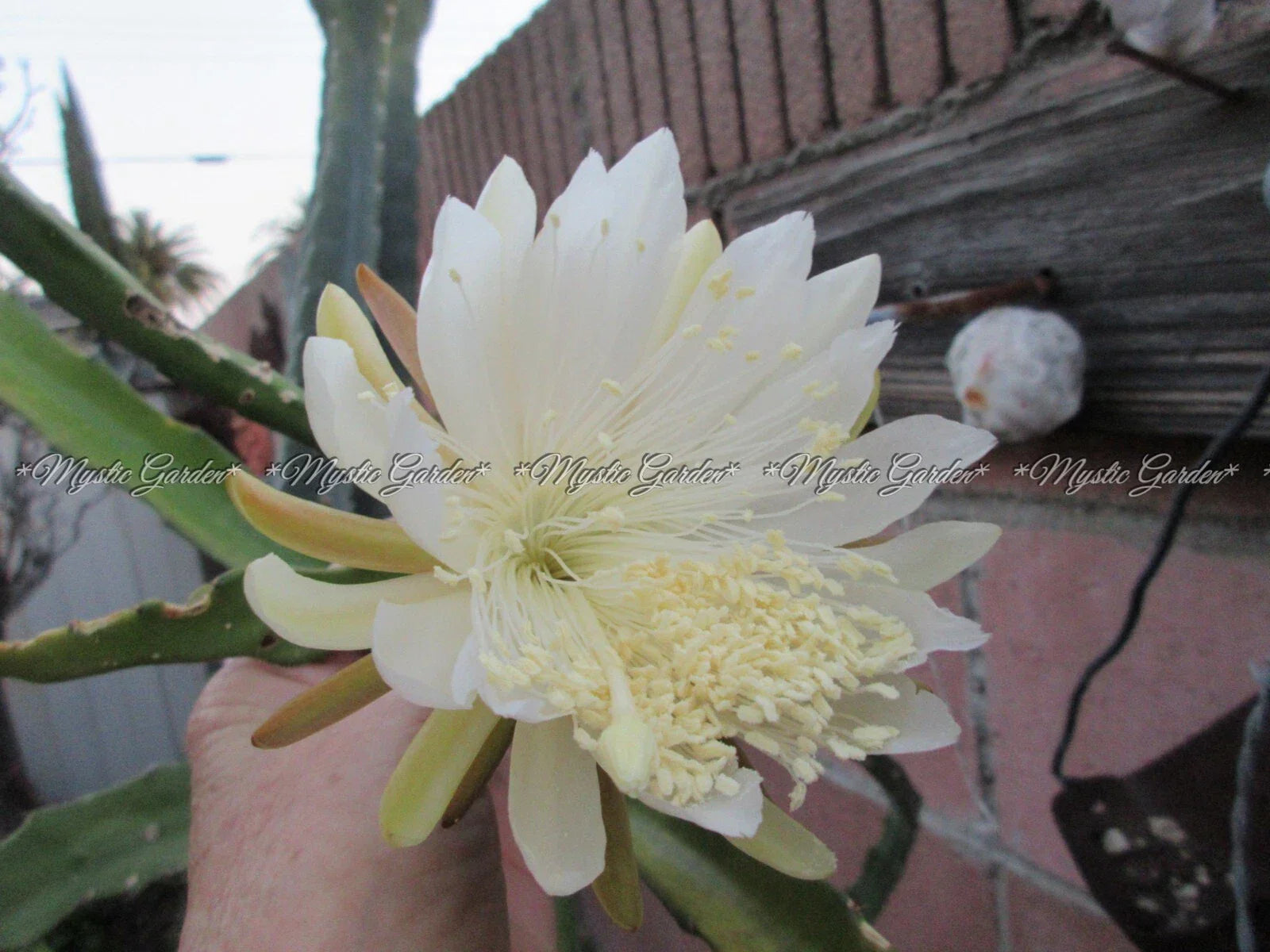 Weberocereus Tonduzii Rooted Cutting - Exotic Cactus Plant for Indoor & Outdoor Decor