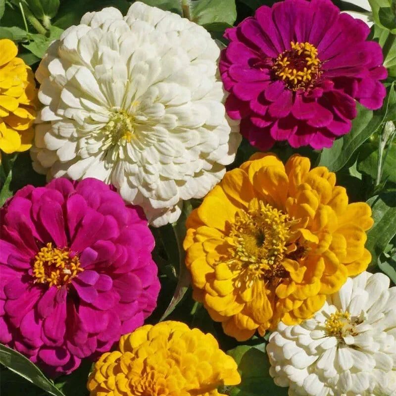 Organic Mardi Gras Zinnia Seeds - Colorful Garden Flowers, Zinnia elegans, 100 Pack, Easy to Grow, Butterfly Attractant, USA Grown
