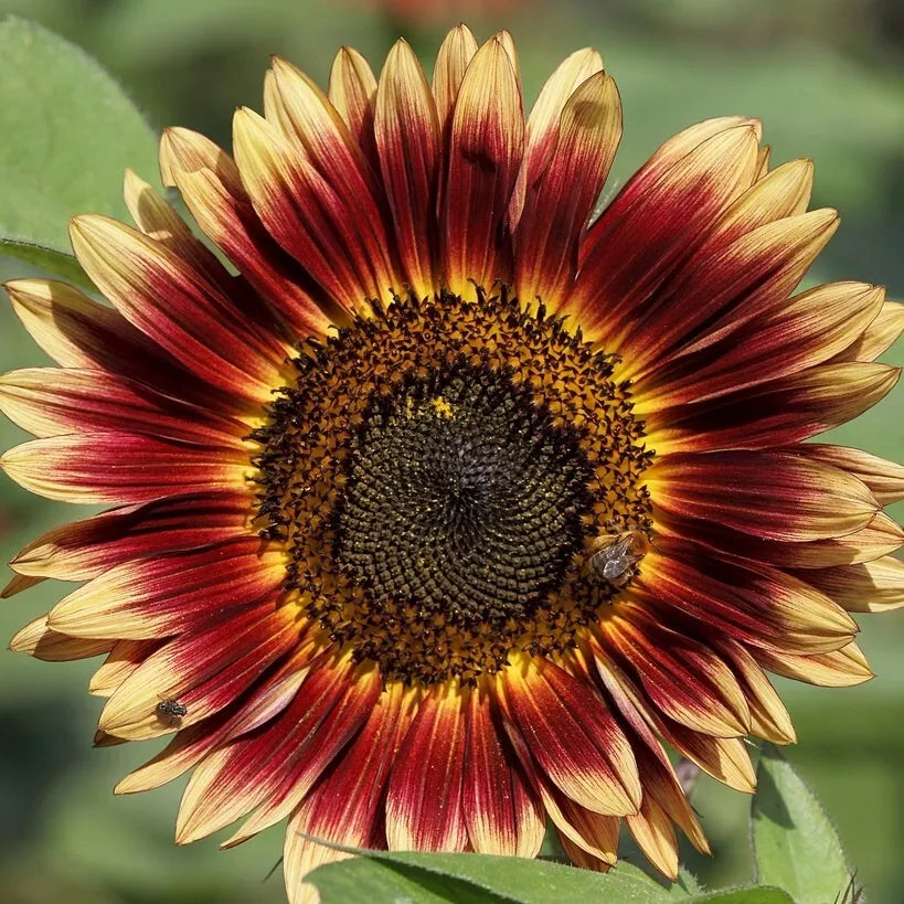 Sunflower Seeds - Evening Sun, 30+ Pack, Helianthus annuus, Bright Sunset Colors, Pollinator Friendly, Annual Garden Flowers