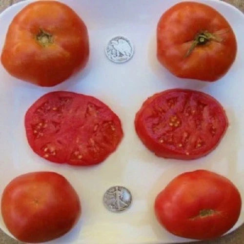 Brandywine Red Tomato Seeds - 25 Fresh Heirloom Solanum lycopersicum, Juicy, Rich Flavor, Organic Gardening, Full Sun, Indeterminate