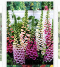 Foxglove Seeds - 1000+ Non-GMO Heirloom Digitalis purpurea Seeds for Borders & Wildflower Gardens