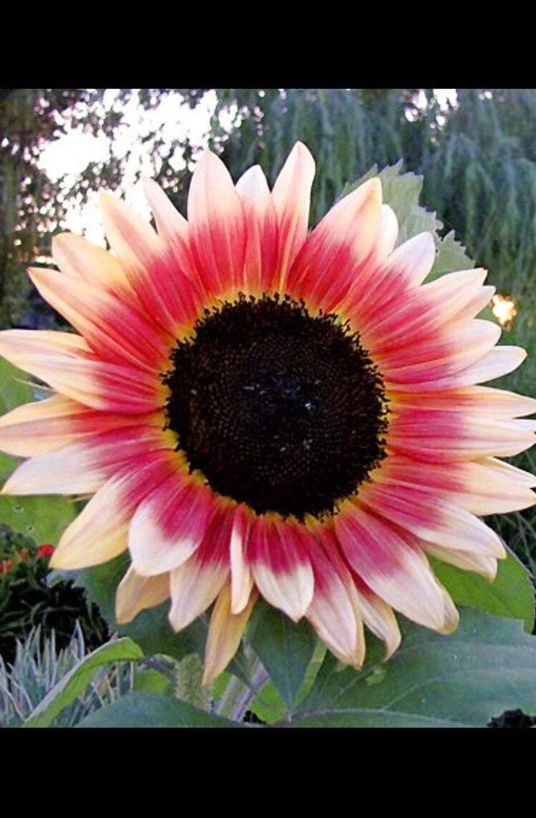 Strawberry Blonde Sunflower Seeds - Pink Helianthus Annuus - Easy to Grow Garden Flower Pack of 20 Seeds