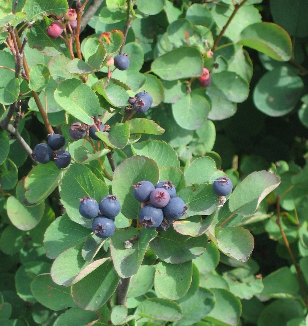 Saskatoon Serviceberry Seeds - 20 Pack - Edible Berries - Amelanchier alnifolia - Native Shrub for Gardens and Wildlife