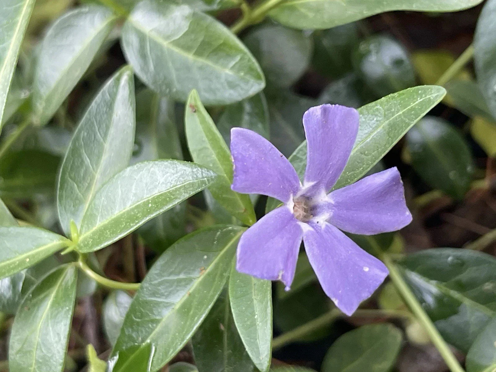 Vinca Minor Periwinkle Creeping Myrtle Ground Cover - Evergreen Live Plants for Gardens & Landscapes