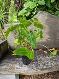 XL Philodendron Burle Marx Plant - Green Leaf, Rooted Live Houseplant, Tropical Foliage, Indoor Plant, Easy Care, 3-5 Feet