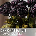 Twilight Plum Mum Seeds - 200+ Chrysanthemum morifolium Seeds, Purple Annual Flowers for Gardens, Borders & Containers