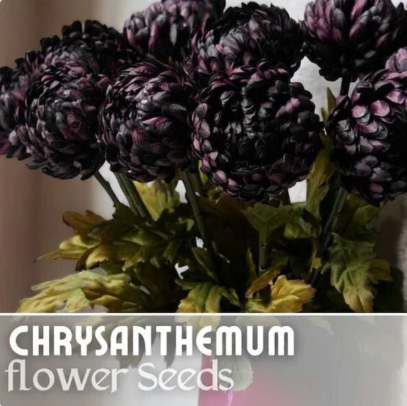 Twilight Plum Mum Seeds - 200+ Chrysanthemum morifolium Seeds, Purple Annual Flowers for Gardens, Borders & Containers