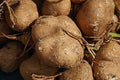 Thai Jicama Yam Bean Seeds 5 lb Pachyrhizus erosus Tuber for Home Gardening & Culinary Use