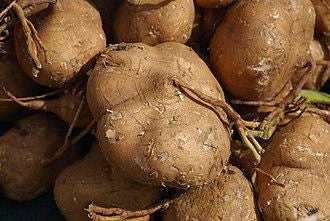Thai Jicama Yam Bean Seeds 5 lb Pachyrhizus erosus Tuber for Home Gardening & Culinary Use