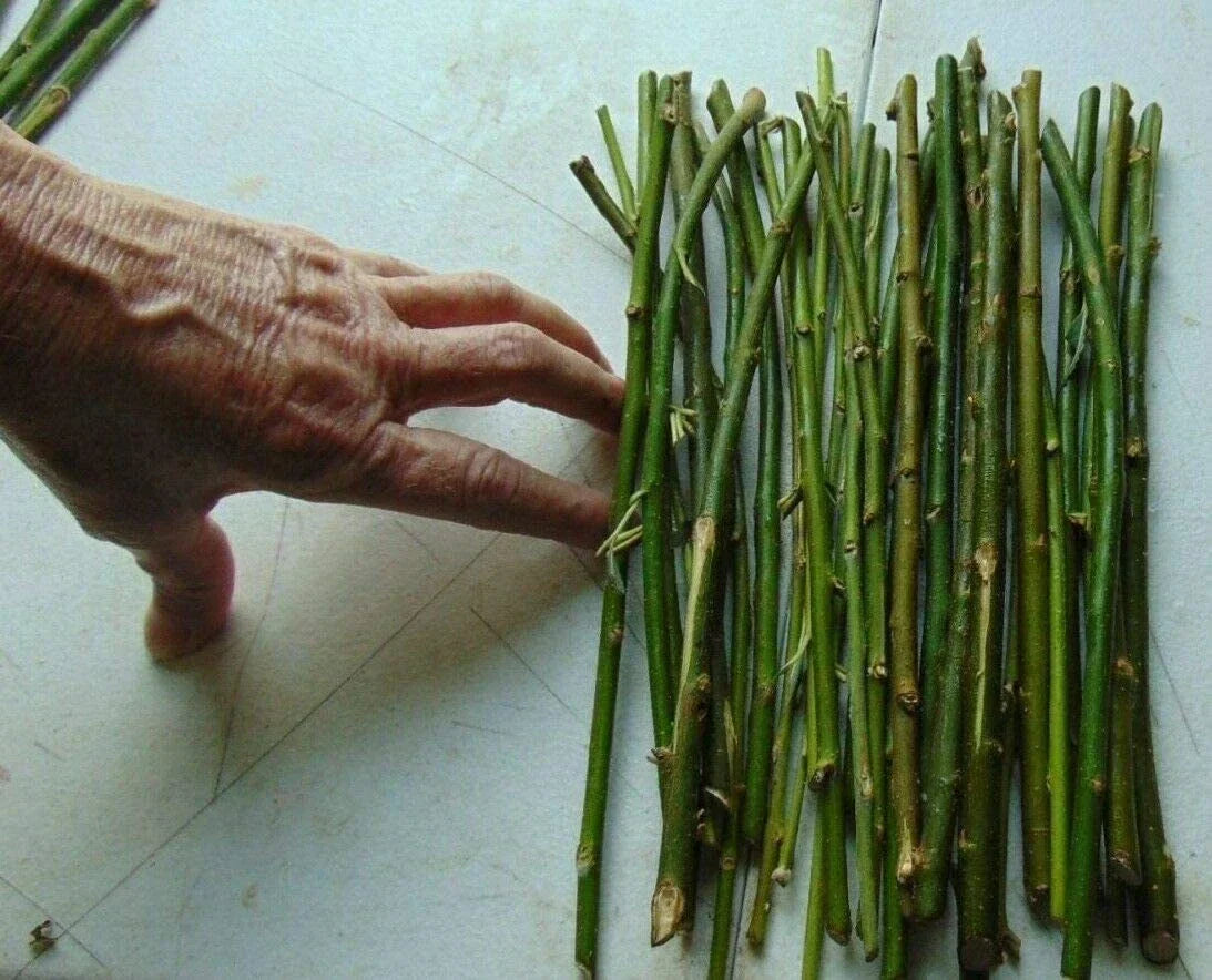 Hybrid Willow Tree Cuttings - Fast-Growing Privacy Screen - Salix x sepulcralis - Bulk Planting Material