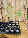Organic Pigeon Pea Plant 2.5" Pot Cajanus Cajan Gandules Gandul Rojo + 5 Seeds