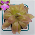 Carnivorous Plant - Pinguicula moranensis var. roseii - Live Butterwort in 4-inch Pot - Pink Leaf Carnivorous Plant