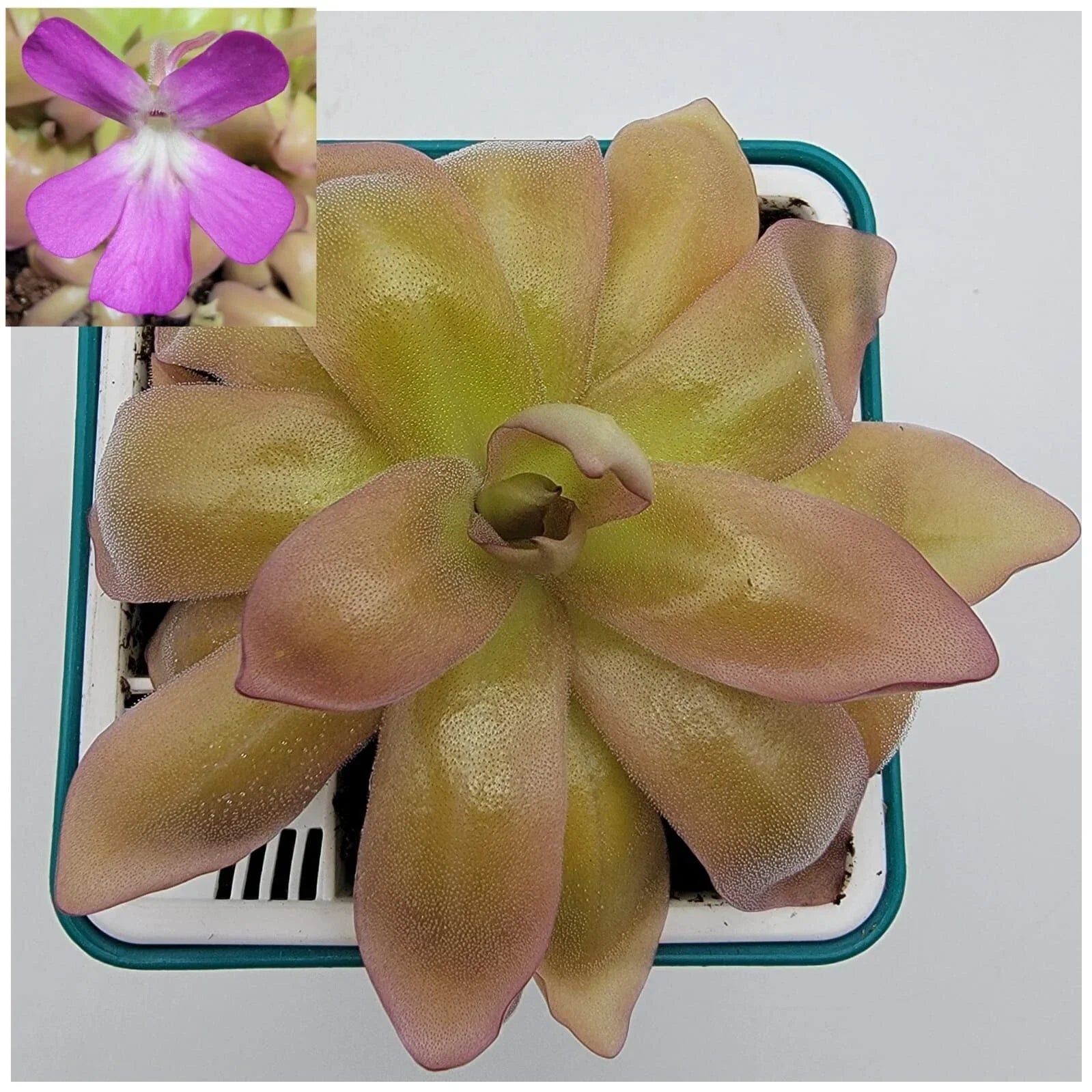 Carnivorous Plant - Pinguicula moranensis var. roseii - Live Butterwort in 4-inch Pot - Pink Leaf Carnivorous Plant