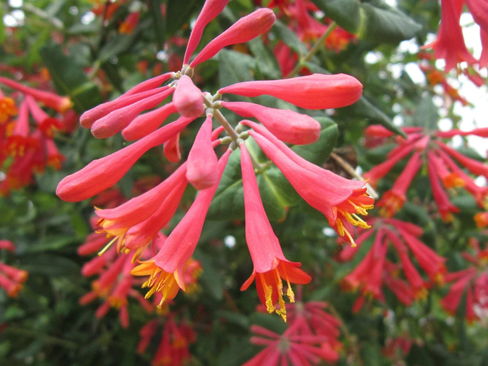 Lonicera sempervirens ‘Honey Coral’ Native Coral Honeysuckle Vine Live Starter Plant Climber for Hummingbirds