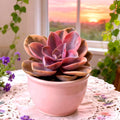 Echeveria Rainbow Variegated Succulent 3” Bare Root | Rare Indoor Plant for Home Décor & Collectors
