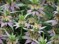 Spotted Bee Balm Live Bareroot Starter Plant – Monarda punctata Pollinator Wildflower for Bees & Butterflies