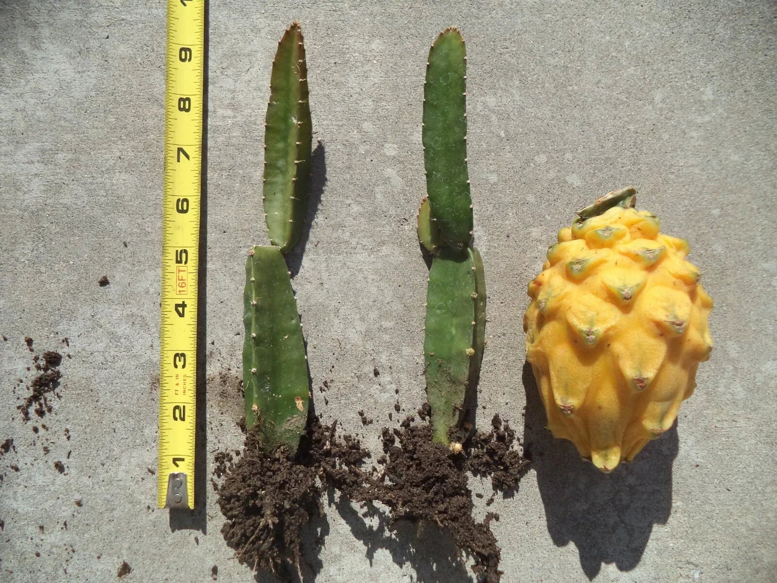 Palora Yellow Dragon Fruit Plant - Rooted & Sprouted, Self-Pollinating, Hylocereus megalanthus, 8-10 inches