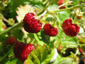 Alpine Strawberry Seeds Pack of 100+ | Fragaria Vesca | Fast Growing, Sweet Berries for Home Gardens