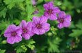 Dilys Geranium Seeds - 25+ Pack for Garden Planting - Pelargonium hortorum - Vibrant Blooms, Annual Flower, Full Sun