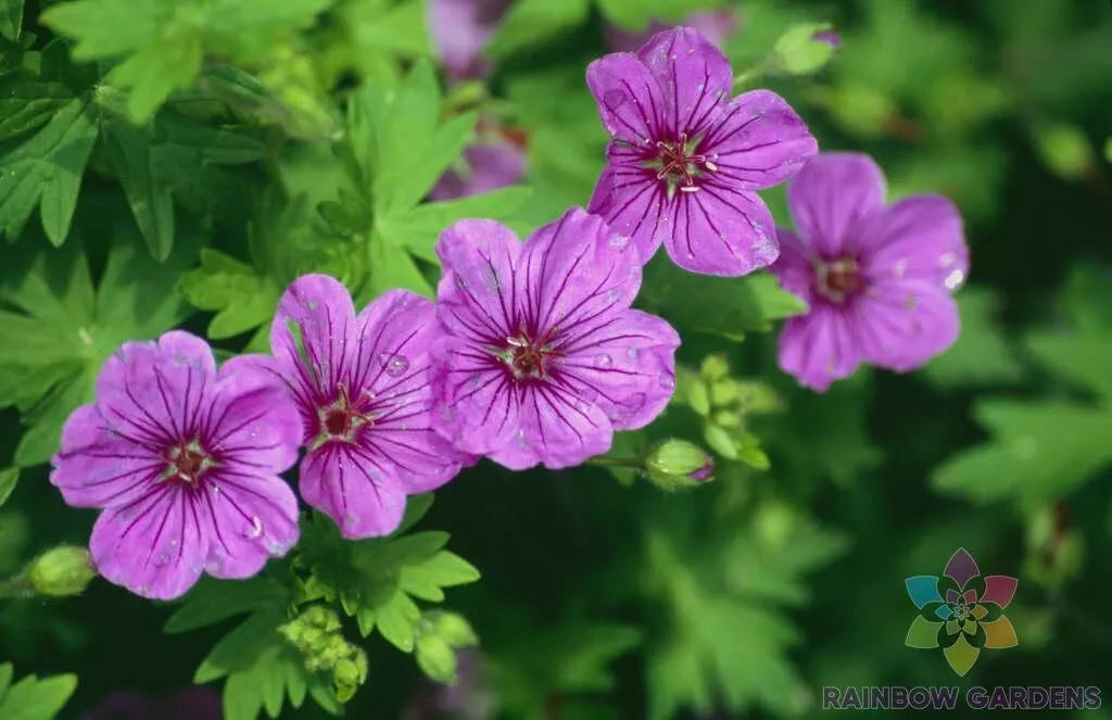 Dilys Geranium Seeds - 25+ Pack for Garden Planting - Pelargonium hortorum - Vibrant Blooms, Annual Flower, Full Sun