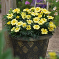 Daisy Wheel Lemon Marigold Seeds - 25+ Pack, Tagetes erecta, Bright Yellow Flowers, Garden Planting, Attracts Pollinators