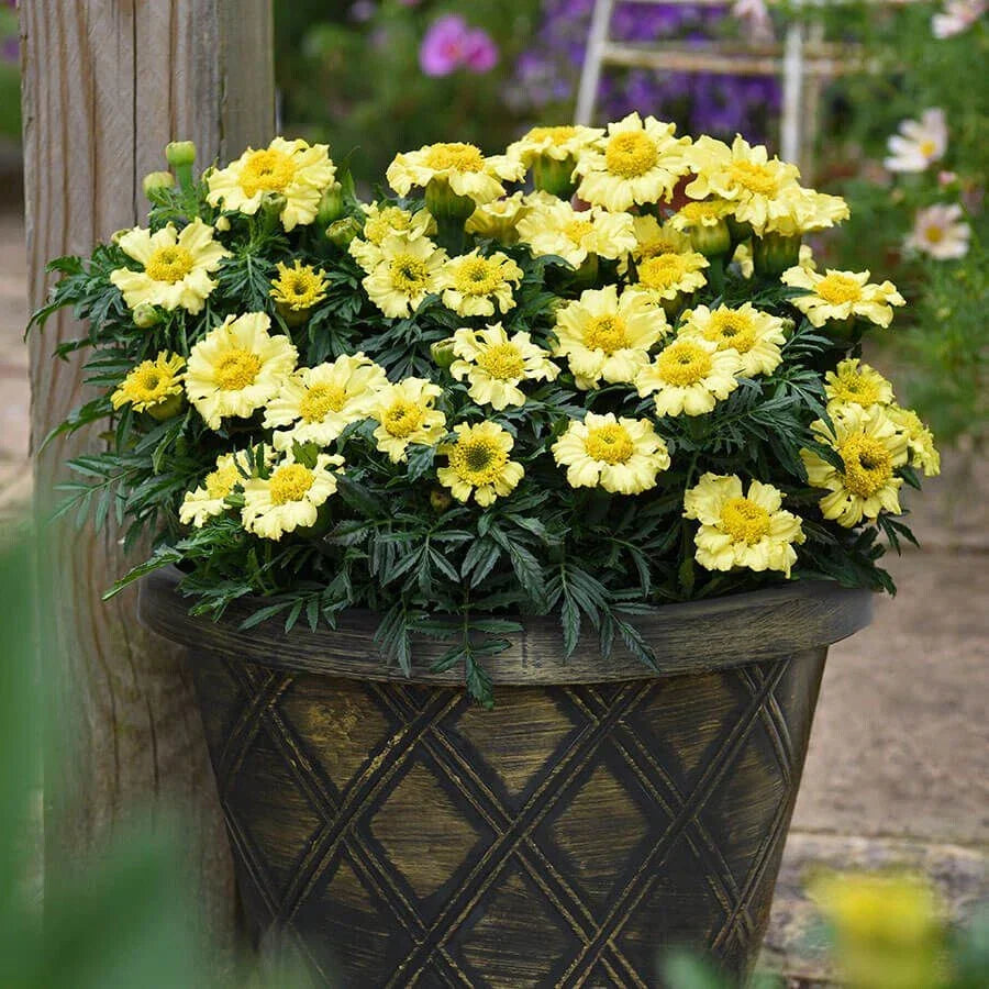 Daisy Wheel Lemon Marigold Seeds - 25+ Pack, Tagetes erecta, Bright Yellow Flowers, Garden Planting, Attracts Pollinators