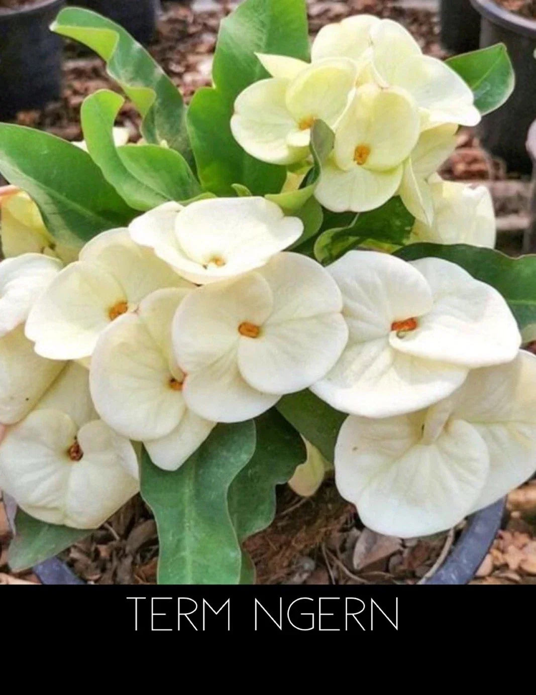 Rooted Crown of Thorns Plant - Euphorbia Milii Thai Ngern Variety in Pot, Succulent, Drought-Tolerant Indoor or Outdoor