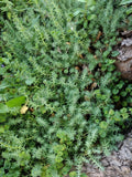 10 Lot Fresh Rooted Sedum & Creeping Jenny Live Plants - Ground Cover Sedum spp. & Lysimachia nummularia