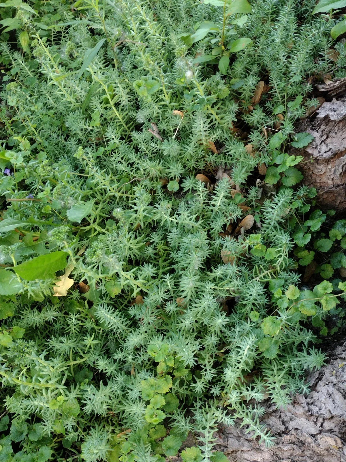 10 Lot Fresh Rooted Sedum & Creeping Jenny Live Plants - Ground Cover Sedum spp. & Lysimachia nummularia