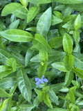 25 Rooted Vinca Minor Plants, Ground Cover, Periwinkle, Vinca minor, Purple Flowers, Shade Tolerant, Drought-Resistant