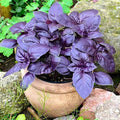 Dark Opal Basil Seeds - Organic Heirloom Herb - Non-GMO - 500+ Seeds - Ocimum basilicum 'Dark Opal'