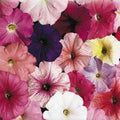 Petunia Seeds - Pelleted Seeds for Garden, Container & Hanging Baskets - Celebrity Mix - Petunia × hybrida - Annual Flower Seeds