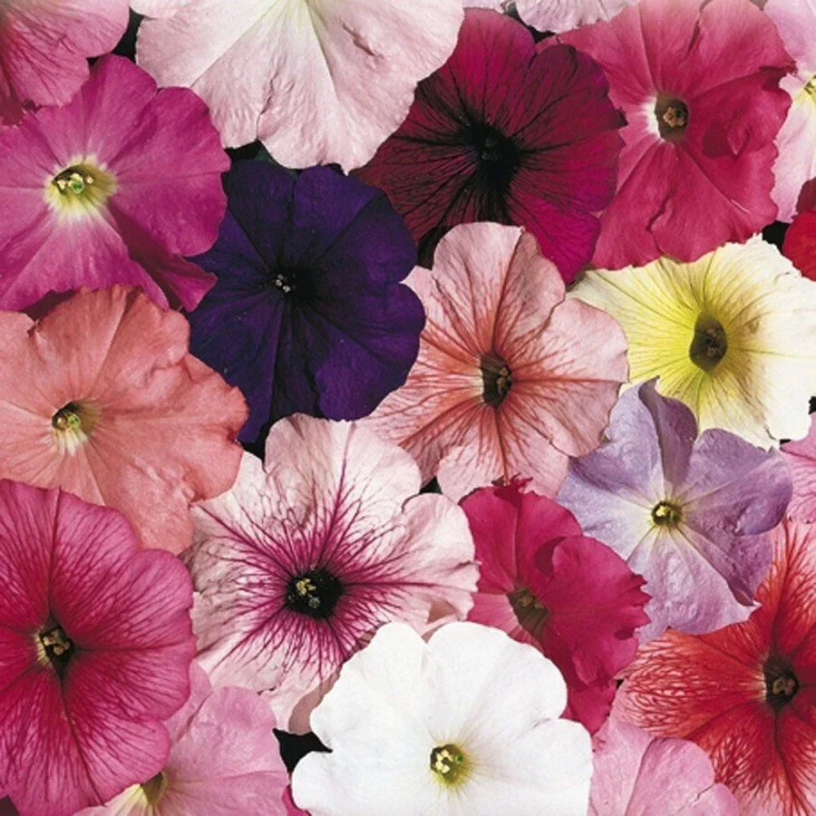 Petunia Seeds - Pelleted Seeds for Garden, Container & Hanging Baskets - Celebrity Mix - Petunia × hybrida - Annual Flower Seeds