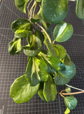 Hoya obovata Inner Variegated Splash Cutting – 1 Node, Perennial Vine, Indoor Houseplant