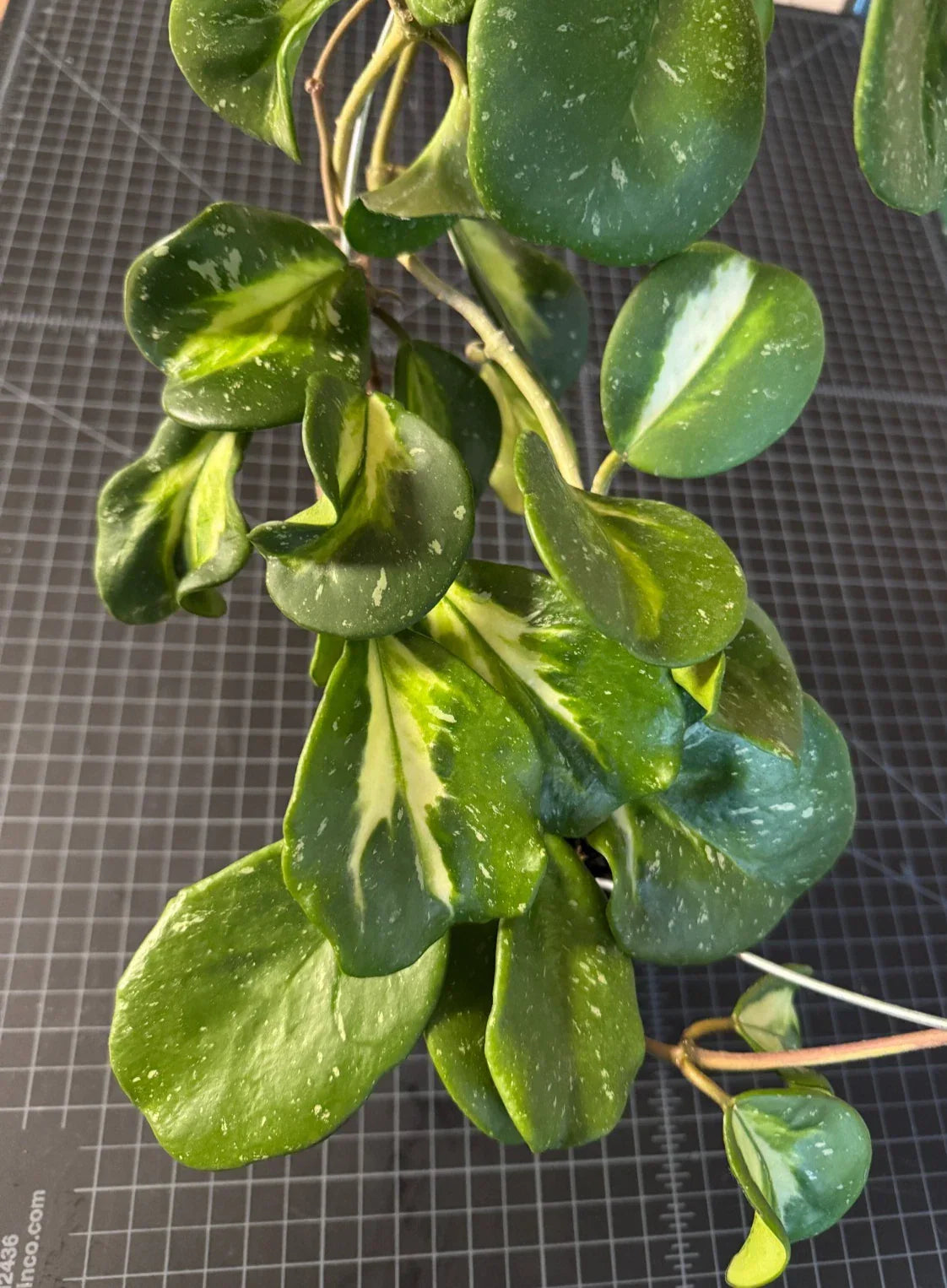 Hoya obovata Inner Variegated Splash Cutting – 1 Node, Perennial Vine, Indoor Houseplant
