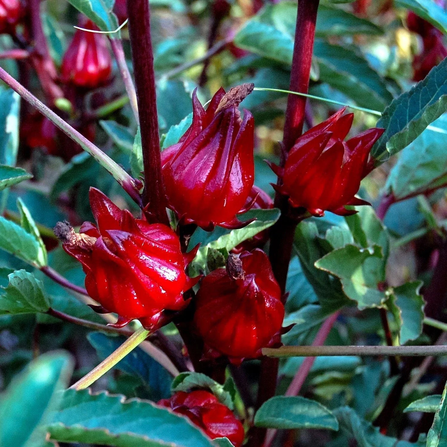 Roselle Seeds, Hibiscus sabdariffa, Jamaican Sorrel, Florida Cranberry, Edible Flower, Garden Planting Packet