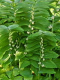 True Solomon Seal Plants - 8 Pack Rhizomes - Polygonatum biflorum Perennial Shade Garden Plants