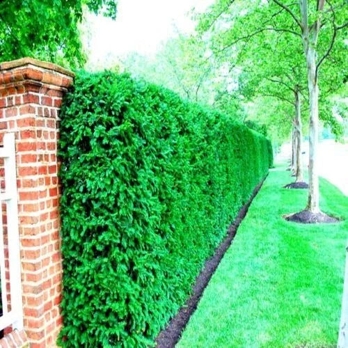 Japanese Spreading Yew Tree Seeds, Taxus cuspidata, Evergreen, Bonsai & Landscaping, 10 Seeds
