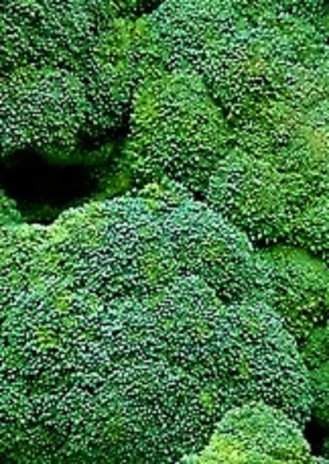 Waltham 29 Broccoli Seeds – Non-GMO, Heirloom Vegetable Seeds for Home Gardening, Brassica oleracea, 500+ Seeds