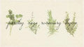 Culinary Herb Seed Set with Parsley, Sage, Rosemary, Thyme | Garden Seeds for Indoor & Outdoor Growing
