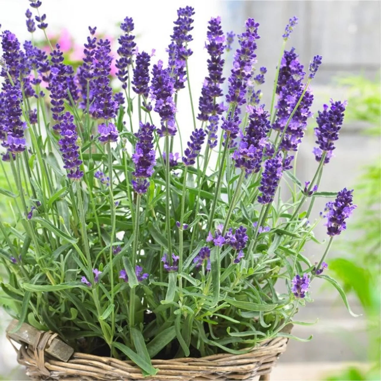 600+ Lavender Seeds, Non-GMO English Lavender (Lavandula angustifolia) for Gardening, Fragrant Herb Seeds, Pollinator Attractant