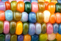 Glass Gem Indian Corn Seeds - 25+ Seeds, Vibrant Translucent Kernels, Zea mays "Glass Gem" for Ornamental Garden Display