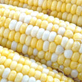 Peaches & Cream Corn Seeds, Non-GMO Hybrid Bicolor Sweet Zea mays, Garden Planting Pack