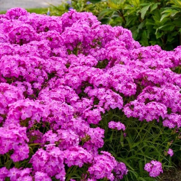 Ultrapink Phlox Seeds - 100+ Pack, Vibrant Garden Flowers, Phlox paniculata, Summer Bloom, Attracts Pollinators, Easy to Grow