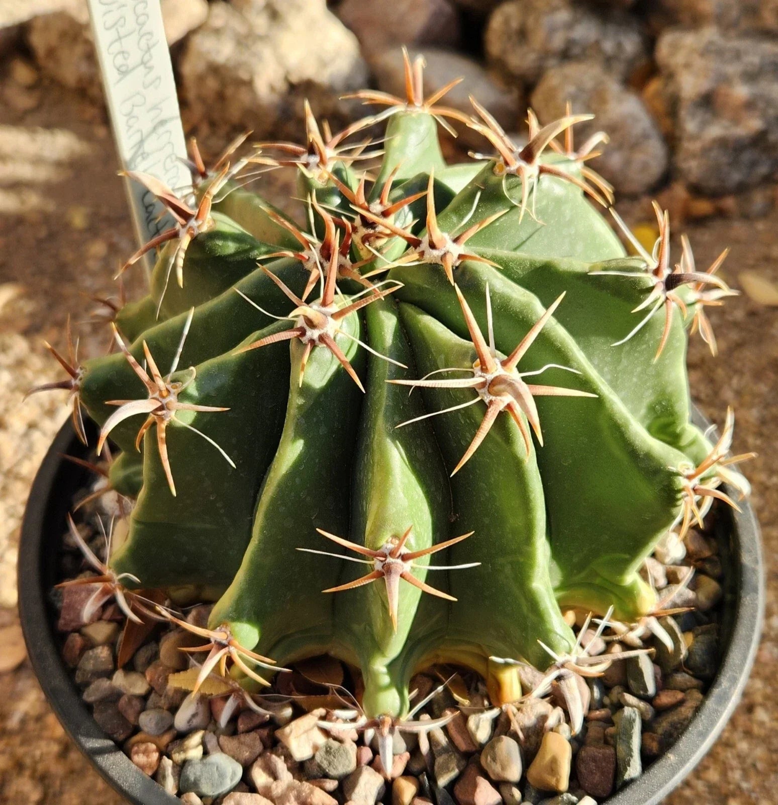 Ferocactus Herrerae Var Brevispinus Barrel Cactus Live Rooted Plant - Drought-Tolerant Succulent for Indoor and Outdoor