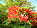 Royal Poinciana Tree Seeds, Delonix regia, Tropical Flowering Plant, Exotic Landscaping, 5 Pack